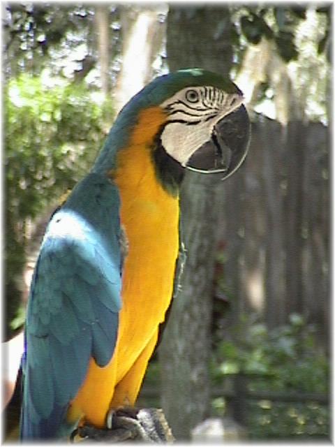 MACAW 0140